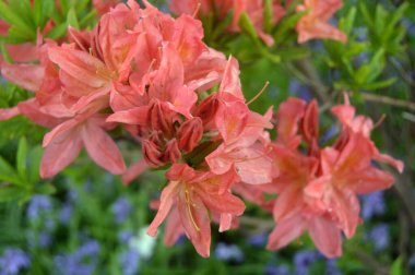 Azalea - arka plan olarak yaz altında şehir parkında rhododendron çiçekleri