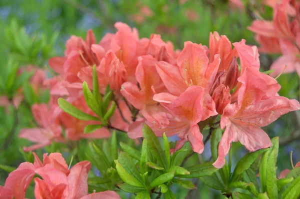 Azalee Rhododendronblüten Stadtpark Sommer Als Hintergrund — Stockfoto