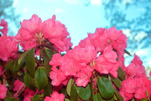 Azalea Arka Plan Olarak Yaz Altında Şehir Parkında Rhododendron Çiçekleri — Stok fotoğraf