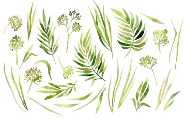 Çiçekli suluboya bitkiler, yapraklar ve demetler beyaza izole edilmiş.