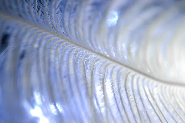 Pen feather background close up in dark blue color. Macro shot