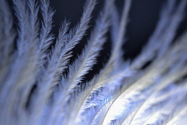 Pen feather background close up in dark blue color. Macro shot