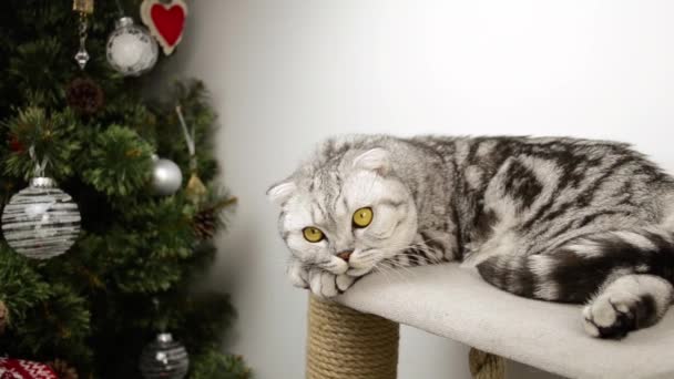 Cute Szary Szkocki Krotnie Kot Leży Domu Zabawki Rozgląda Się — Wideo stockowe