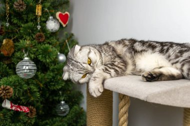 Cute gray domestic Scottish fold cat lies in a toy house, covered his nose and face, distant. Holiday depression clipart