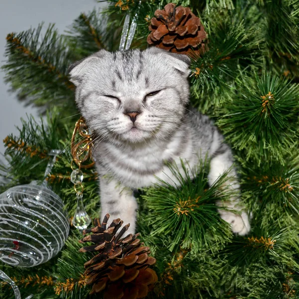 Nettes kleines Kätzchen schaut aus den Zweigen des Weihnachtsbaums, greift nach vorne und lächelt. quadratisches Makro — Stockfoto