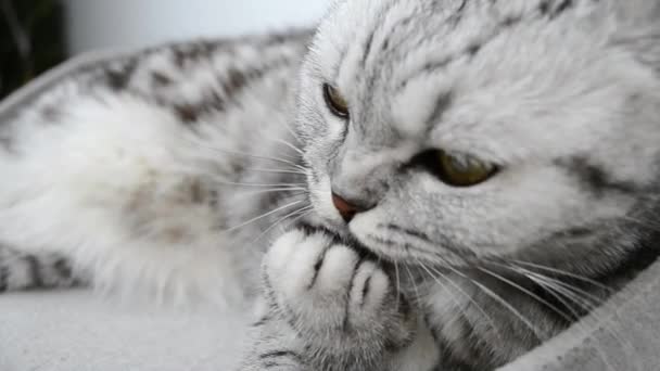 Il gattino lecca una zampa morbida. Gatto pieghevole scozzese domestico grigio sul divano. Deliziose dita leccare. Occhi gialli, lingua rosa . — Video Stock