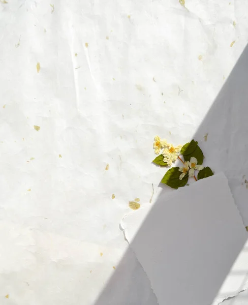 Flat lay Wedding, Holiday, doğum günü davetiyesi fotokopi alanı ile aynı. Günışığı ve gölge konsepti.