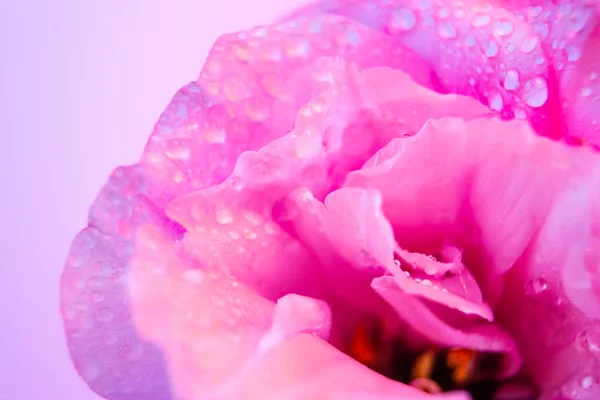 Neon ışığına çiy damlacıklarıyla yanan bir östoma çiçeği. Lisianthus makrosu. Mavi mor menekşe floresan.