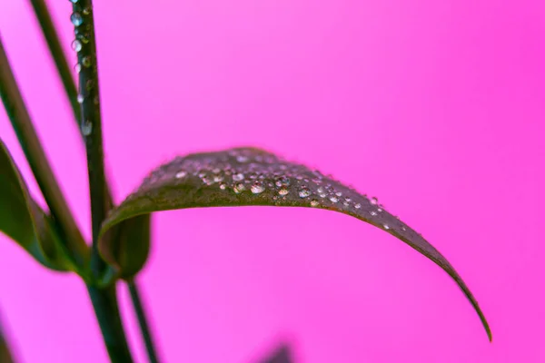Virág szár és levelek harmatos vízcseppek neon fény. Makró lágy fókusz. Lila lila fluoreszkáló tapéta. — Stock Fotó