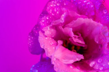 Neon ışığına çiy damlalarıyla çiçek açan Eustoma çiçeği. Lisianthus makrosu. Seçici odaklanma. Mor morötesi