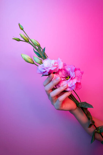 Womans hand hold pink eustoma flower with dew water drops in neon light. Manicure on purple ultraviolet