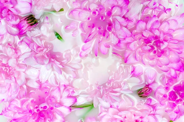 Rosa Krysantemum Blommor Och Gröna Blad Vitt Vatten Eller Mjölk — Stockfoto
