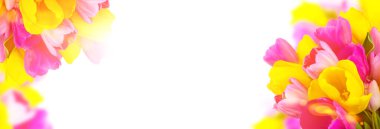 Beyaz arka planda güneş ışığı parlayan renkli laleleri kapat. Yatay pankart ya da site başlığı. Taze bahar buketi. Zarif 8 Mart, doğum günü, anneler günü mesaj için alan şablonu