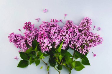 Leylak dallı çiçek buketi düzleştirdi. Bahar, yaz taze doğa dekoratif afişi parlak pastel arka planda. Kapalı duvar kâğıdı. Çiçekli mor makro menekşe çiçeği. Şablon kopyalama alanı tasarla