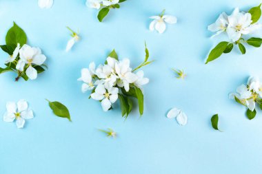 Parlak mavi arka planda çiçek açan beyaz çiçekler. Güzel elma, kiraz ya da kayısı yeşilliği çiçeğinin düz deseni. Bahar şablonu ve metin için alan. Kapalı bitki duvar kâğıdı