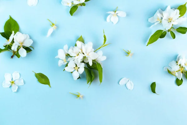 Цветущие Белые Цветы Ярко Голубом Фоне Красивое Яблоко Вишня Абрикосовый — стоковое фото