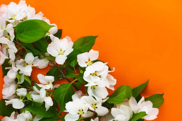 Белые Цветы Ветви Яблони Оранжевом Фоне Красивые Обои Зелени Летняя — стоковое фото
