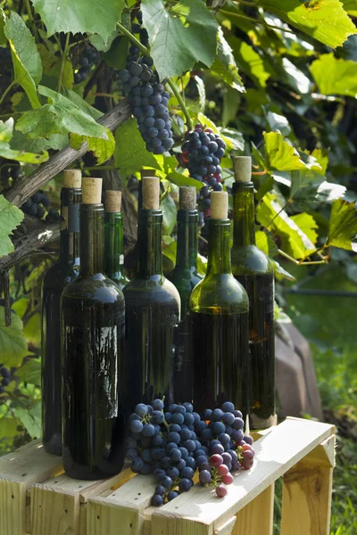 Viejas botellas de vino casero fotografiadas sobre el fondo de la vid . — Foto de Stock