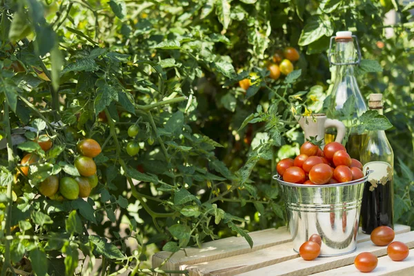 Tomates rojos cherry en un pequeño cubo de metal en el jardín . — Foto de Stock