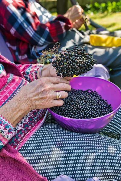 Kadın onlardan suyu yapmak için mürver meyve toplamak.