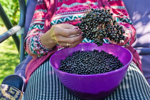 Kadın onlardan suyu yapmak için mürver meyve toplamak.