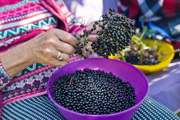 Kadın onlardan suyu yapmak için mürver meyve toplamak.