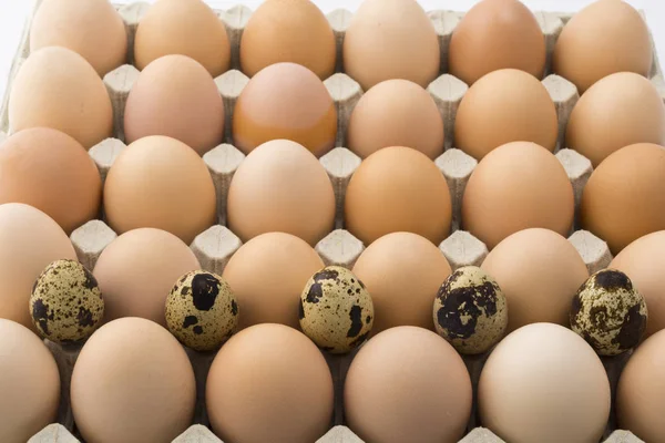 Background of chicken and quail eggs in a cardboard tray. — Stock Photo, Image