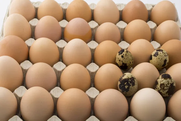 段ボールのトレイに卵はニワトリおよびウズラの背景. — ストック写真