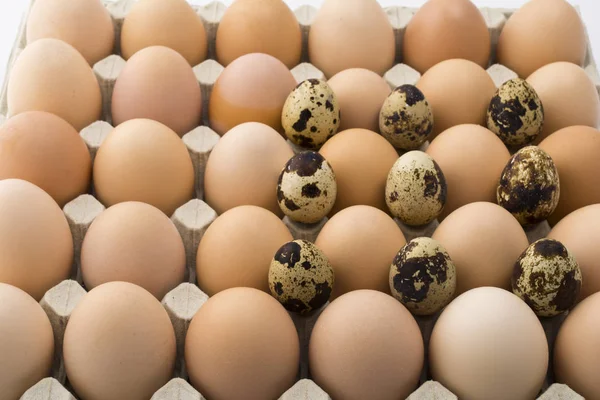 Background of chicken and quail eggs in a cardboard tray. — Stock Photo, Image
