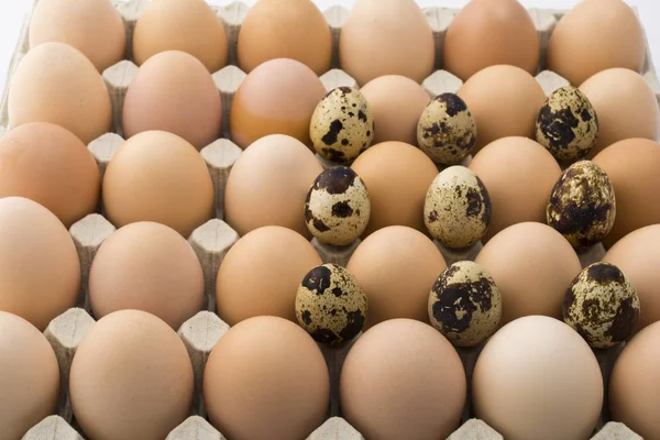 Fondo de huevos de pollo y codorniz en una bandeja de cartón . — Foto de Stock