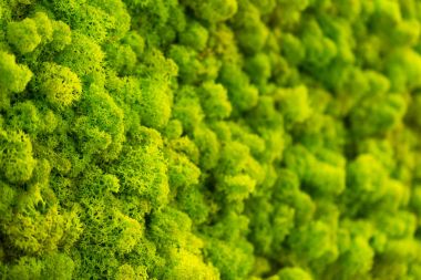 Ren geyiği liken Cladonia rangiferina, yosunlu doku sıçramak yeşil yosun arka plan yaptı.