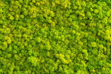 Moss background made of reindeer lichen Cladonia rangiferina, mossy texture spring green. clipart