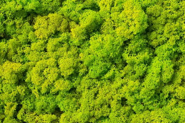 Фон из оленины Cladonia rangiferina, текстура весенне-зеленая . Стоковое Изображение