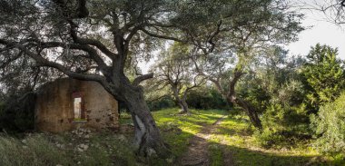 Ormanda terk edilmiş bir ev.