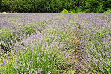 Provence 'de bir lavanta tarlası