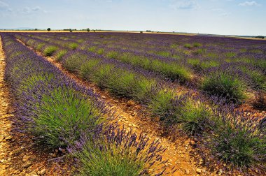 Provence 'de bir lavanta tarlası
