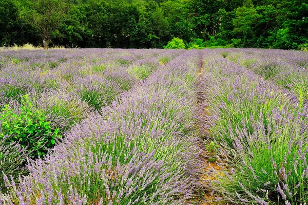 Ett Lavendelfält Provence — Stockfoto
