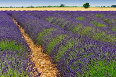 Provence 'de bir lavanta tarlası