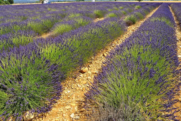 Levendula Mező Provence Ban — Stock Fotó