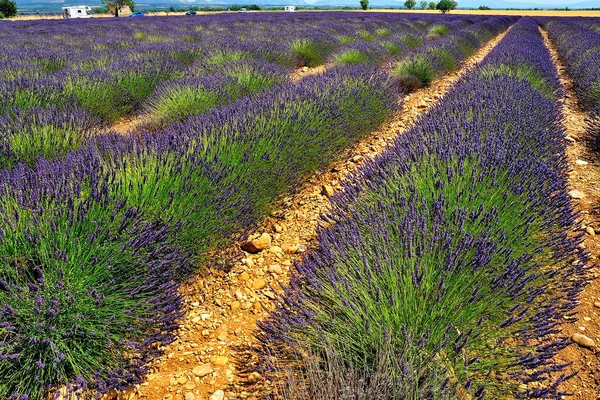 Levandulové Pole Provence — Stock fotografie