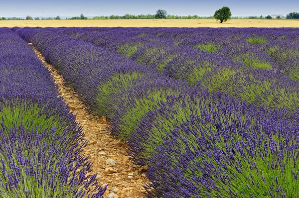 Campo Lavanda Provenza — Foto de Stock