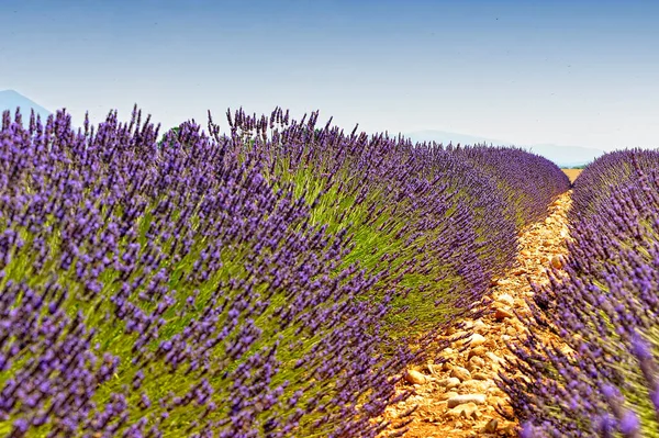 A lavender field in Provence