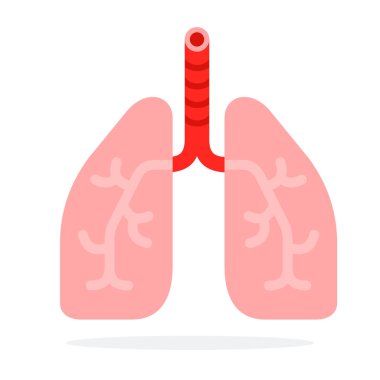 İnsan akciğerleri düz malzeme tasarımı beyaz arkaplan üzerindeki izole nesne.