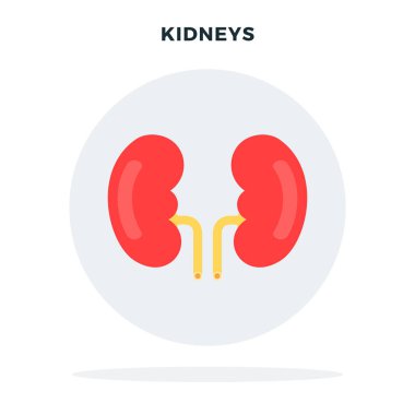 Gri dairesel vektör izole edilmiş insan böbreği.