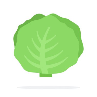 Beyaz lahana vektörü izole edildi