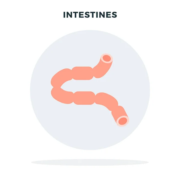 Human intestine in gray circle vector flat isolated — 스톡 벡터