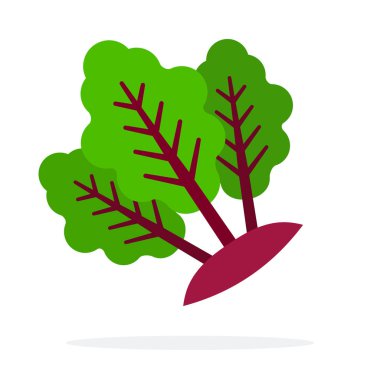 Düz yapraklı pancar kökleri