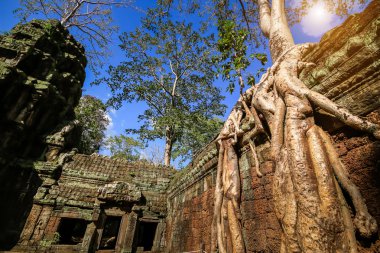 Ta Prohm Tapınağı, Angkor, Kamboçya