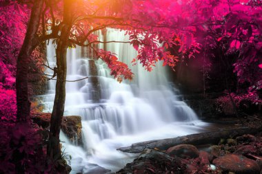 yağmur ormanlarında şelale