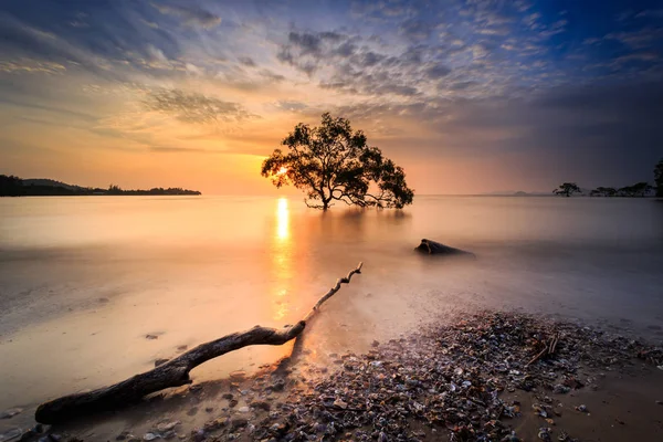 Sunrise Beach gökyüzü sabah saat, ağaç siluet yanan güzel.